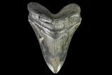 Fossil Megalodon Tooth - Serrated Blade #112130-1